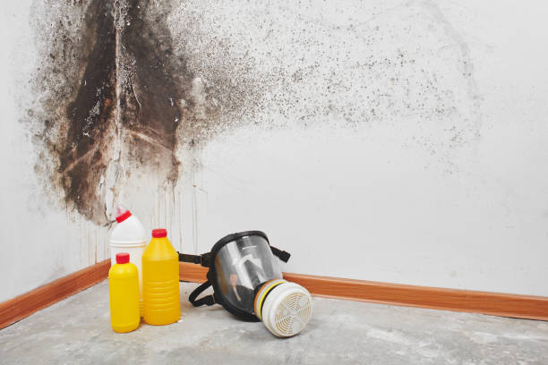 Best Mold Testing and Removal  in Wimberley, TX