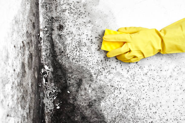 Trusted Wimberley, TX Mold Removal Experts