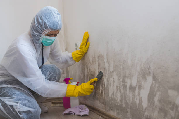 Best Attic Mold Removal  in Wimberley, TX