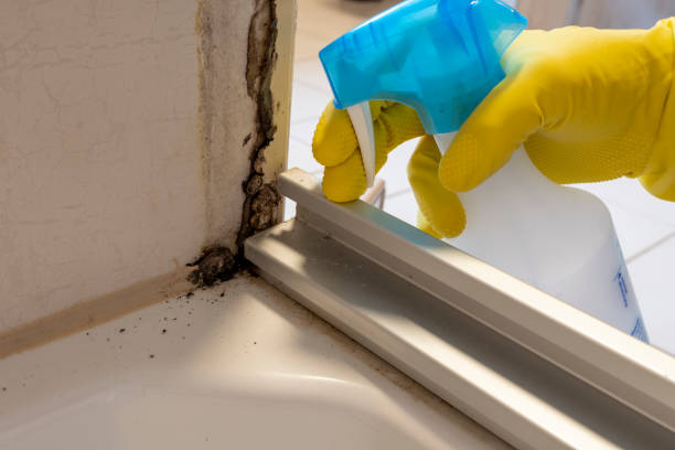 Best Mold Testing and Removal  in Wimberley, TX