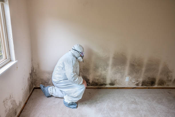 Best Professional Mold Removal  in Wimberley, TX