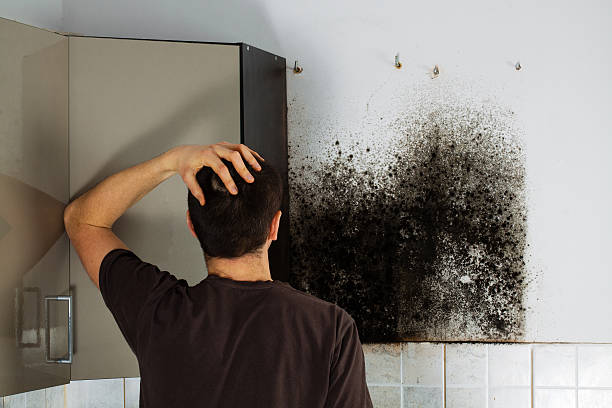 Best Best Mold Removal Companies  in Wimberley, TX