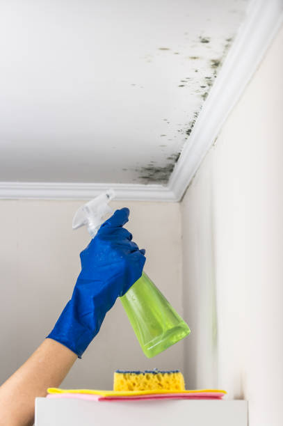 Best Home Mold Removal  in Wimberley, TX