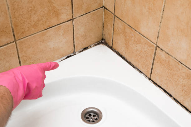 Mold Testing and Removal in Wimberley, TX